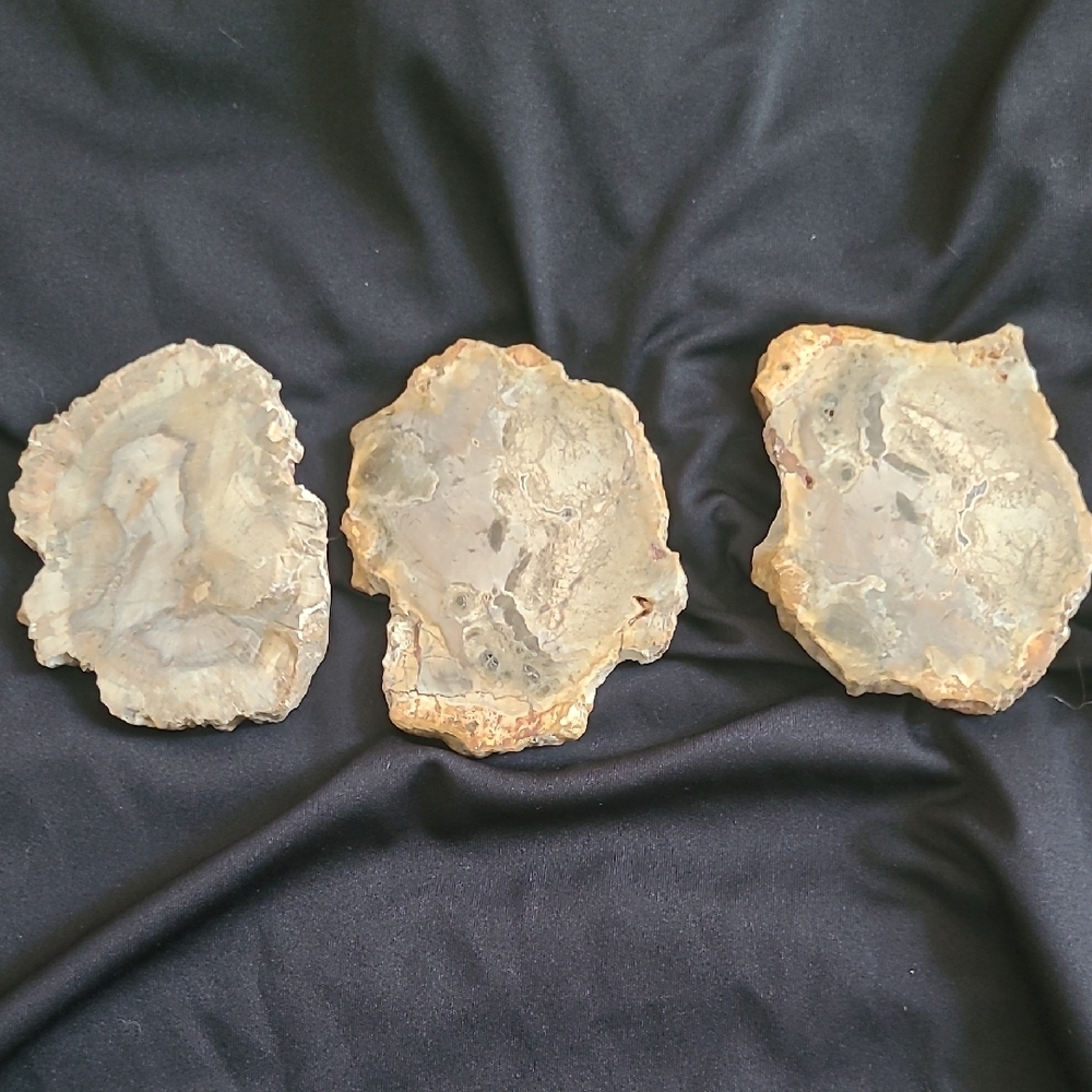 Petrified Wood Slabs